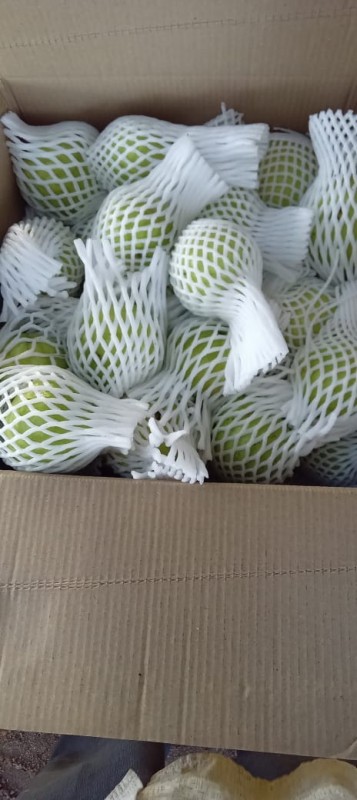 Guava(pink tiwan) from India